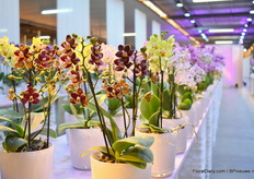 At the site of Sion visitors could take a look at all the varieties that are grown in their greenhouse.